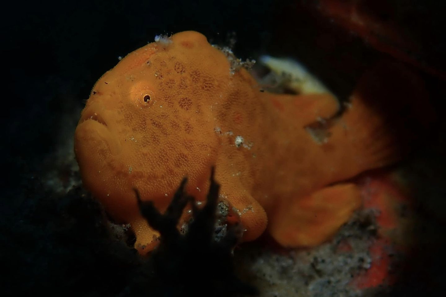 Frog Fish (<i>Antennariidae</i>)